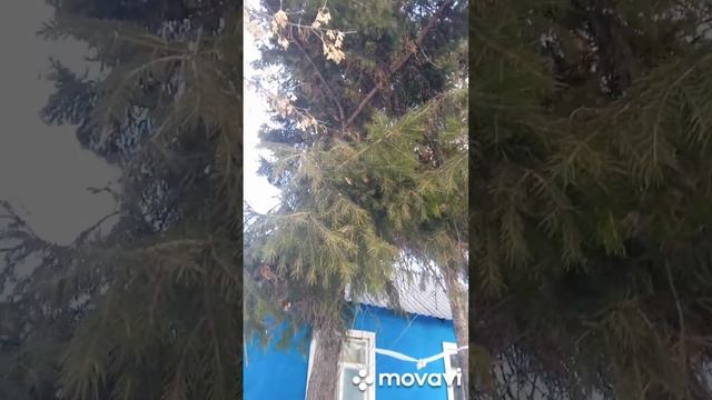 #живёмвдеревне новая #кормушка для воробьёв и других смотреть онлайн
