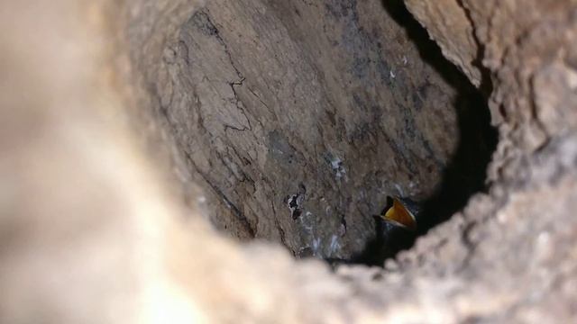 Птенцы, гнездо в дупле