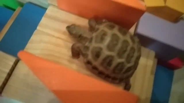 ЧЕРЕПАХА В МИРЕ ИЗ КУБИКОВ