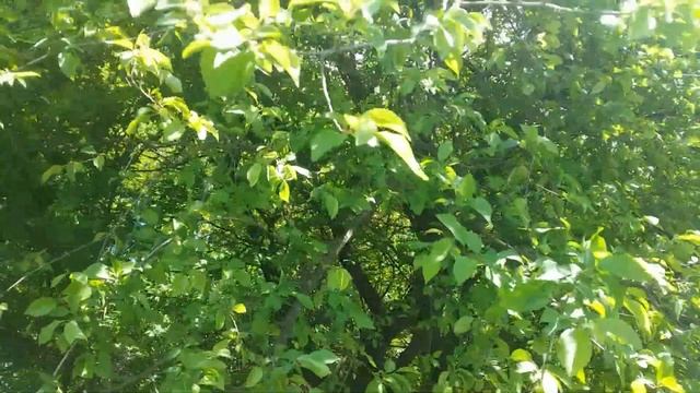 Прогулка по весеннему лесу.