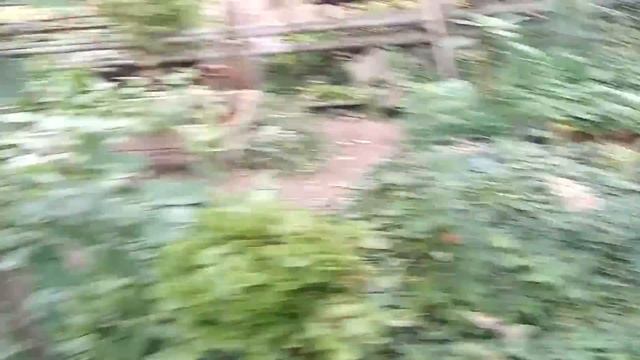 МОЯ ЭКСКУРСИЯ В БОТАНИЧЕСКОМ САДУ. РАСТЕНИЯ ГРУНТ. ОСЕНЬ 2021 УФА .АВОКАДО РАСТЕТ И ЛИМОНЫ ТЕПЛИЦА смотреть онлайн