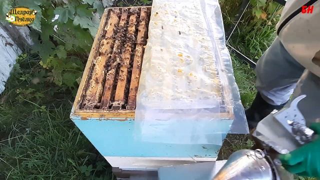 пчела выкидывает засев при закорме смотреть онлайн