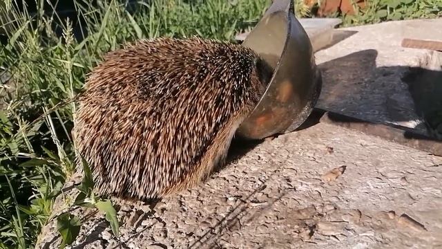 Ёжик в гостях, ёжик ест, ёжик пьет, побег ёжика смотреть онлайн