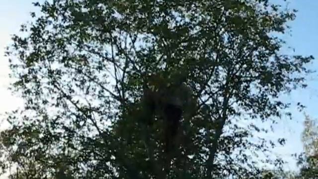 Парень на дереве ему не слезть смотреть онлайн
