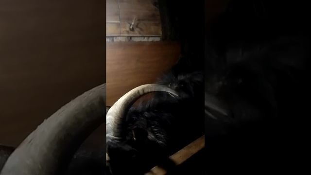 Сеня не осознает смотреть онлайн