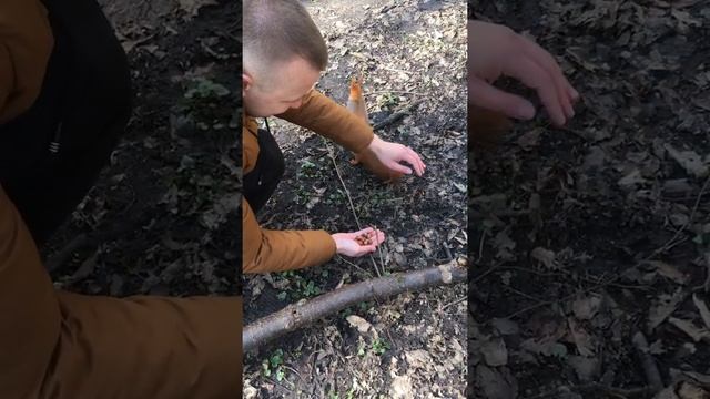 Калининградские белки смотреть онлайн