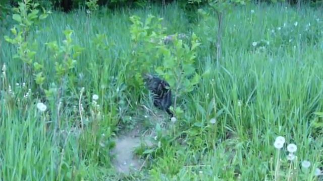 Котэ ест травку