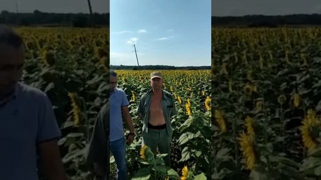 Отзыв ООО ПСХ "Колосок". Краснодарский край,Северский р-н. смотреть онлайн