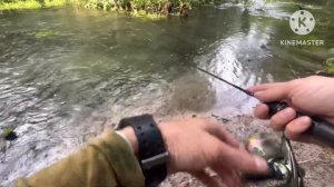 Ручьевая форель