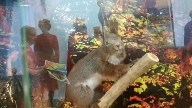 Краеведческий музей в городе Грайвороне. смотреть онлайн