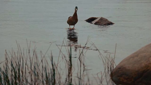 Nature short film | Near the old fortress | Relaxing short film смотреть онлайн