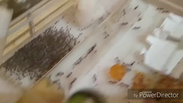 Муравьи: первый выпуск смотреть онлайн