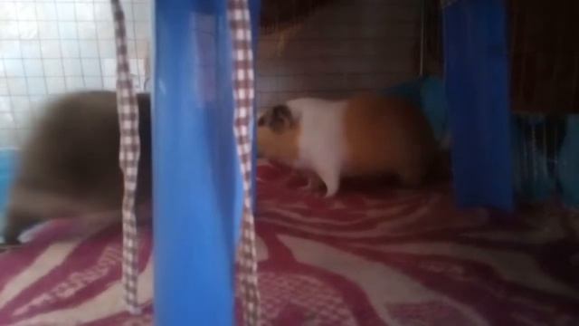 Тоша и Веня питаются смотреть онлайн