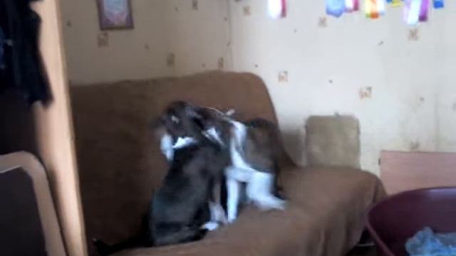 прода щенков амстаффа от чемпионов,великолепное происхождение смотреть онлайн