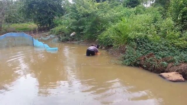 Amazing Cambodia Women Lady Traditional Fishing How to Catch Fish Water Snake Simple Net Fishing смотреть онлайн