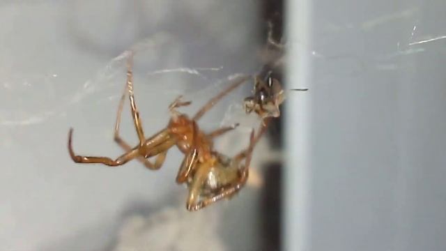 Паук заматывает муравья смотреть онлайн