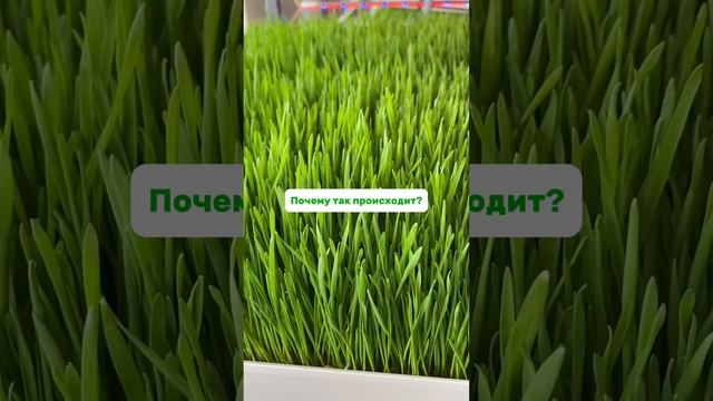 Натуральные витамины для животных🌱 #животные #смех #юмор #витамины #жиза #здоровье #витграсс