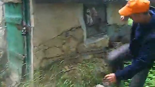 Дикий оператор