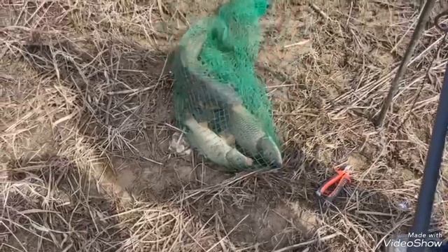 БАЛЫҚ АУЛАУ . Сырдария.Корейский маңайы. (РЫБАЛКА)