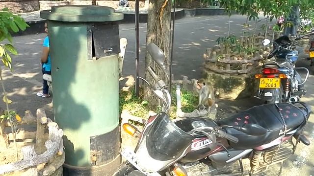 Обезьяны /Affen In Sri Lanka