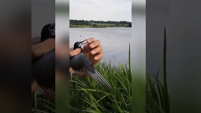 Поймал, - отпустил!✋ смотреть онлайн