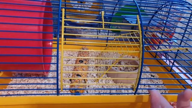 Что  нужно купить чтобы завести джунгарского хомяка?