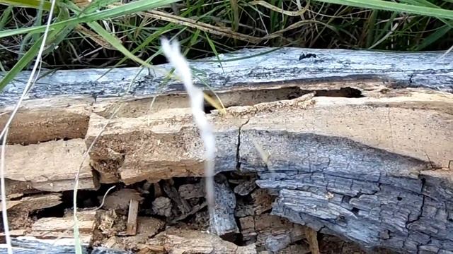 "Рабочий дом" смотреть онлайн