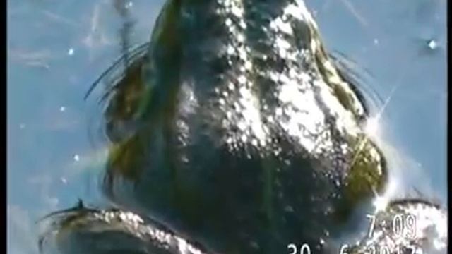 ЛЯГУШКЕ ПРИГРЕЗИЛИСЬ ТРОН И СЛАВА КРОКОДИЛА