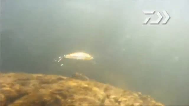 Daiwa Tournament Otvírač Kroužků