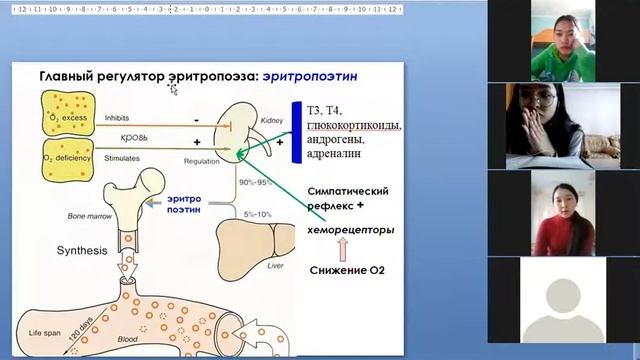 "Функциональное значение клеток крови" онлайн урок смотреть онлайн