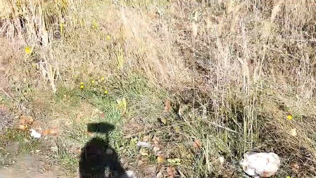 "Родничок" на Пачелмской трассе смотреть онлайн