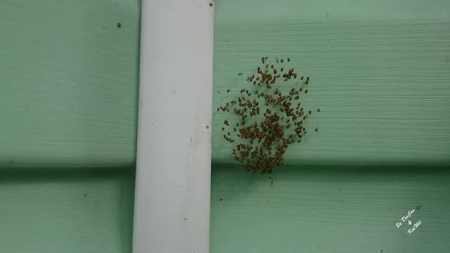 Паучки вылупились Таймлапс | Timelapse смотреть онлайн