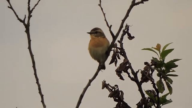 Луговой чекан   Saxicola Rubetra