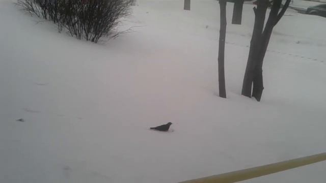 Berry Hunt  Рябинник преследует ягоду