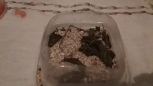 Устройство кормушки для курочки