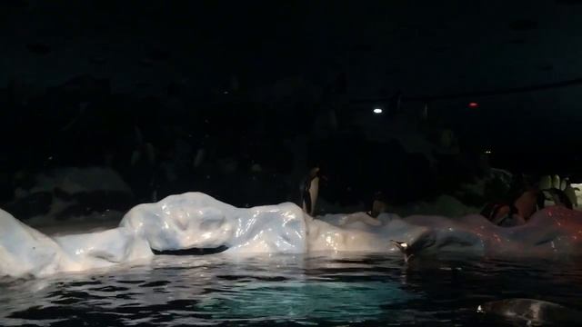 Лоро парк Тенерифе пингвины Антарктиды смотреть онлайн