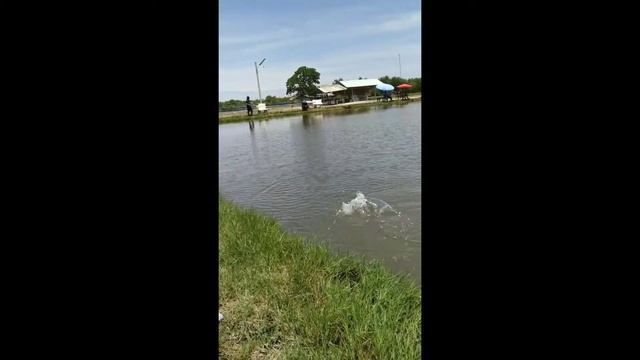 Daiwa EXCELLER EXR 661MLS 2021 смотреть онлайн