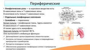 Строение и функции иммунной системы