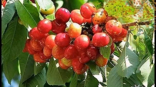 Угощает Туркмения смотреть онлайн