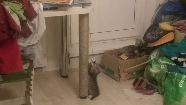 Когтеточка для котенка смотреть онлайн