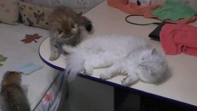 Котенок ловит хвост смотреть онлайн