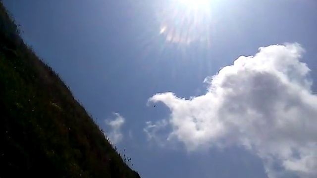 Сокол пустельга охотится на побережье Анапы