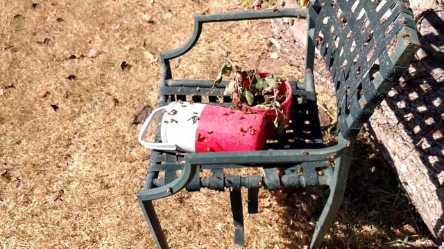 Wet Stinger Bees-Slo_Mo Feeding смотреть онлайн