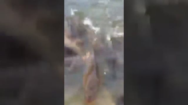 Забуть про крючки. Бешеный улов!!! смотреть онлайн