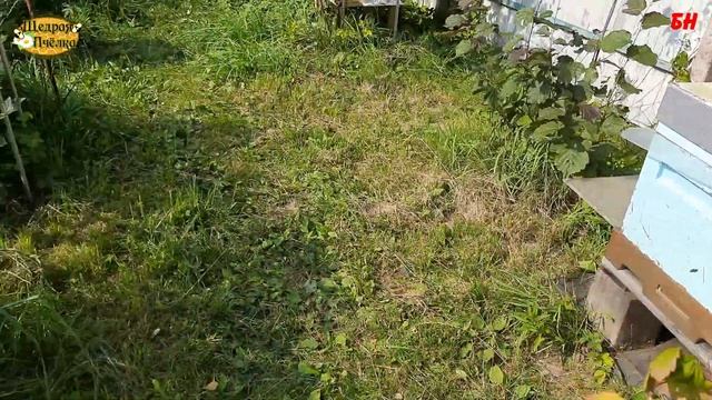пчеловодство. жара на пасеке кого заливает а у нас жара смотреть онлайн