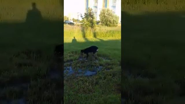 Ловит лягушек смотреть онлайн
