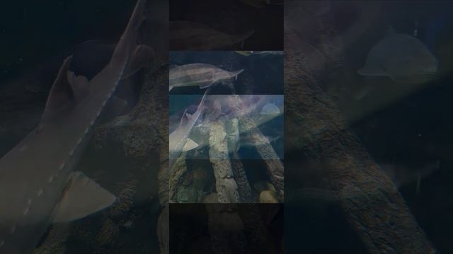 ВДНХ Москвариум 13.02.2023 смотреть онлайн