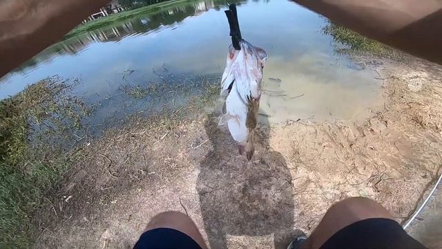 Realis Vibration 62 APEX Tuned Big Bass смотреть онлайн