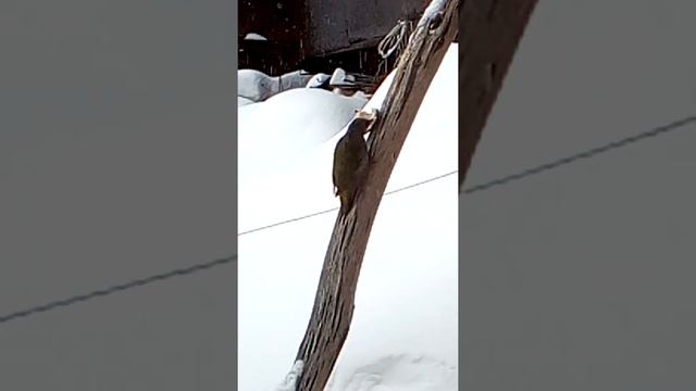 Поползень и сало смотреть онлайн