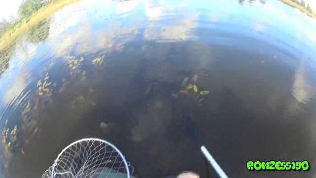 Щука на 2,5 кг пойманная на кружки осенью